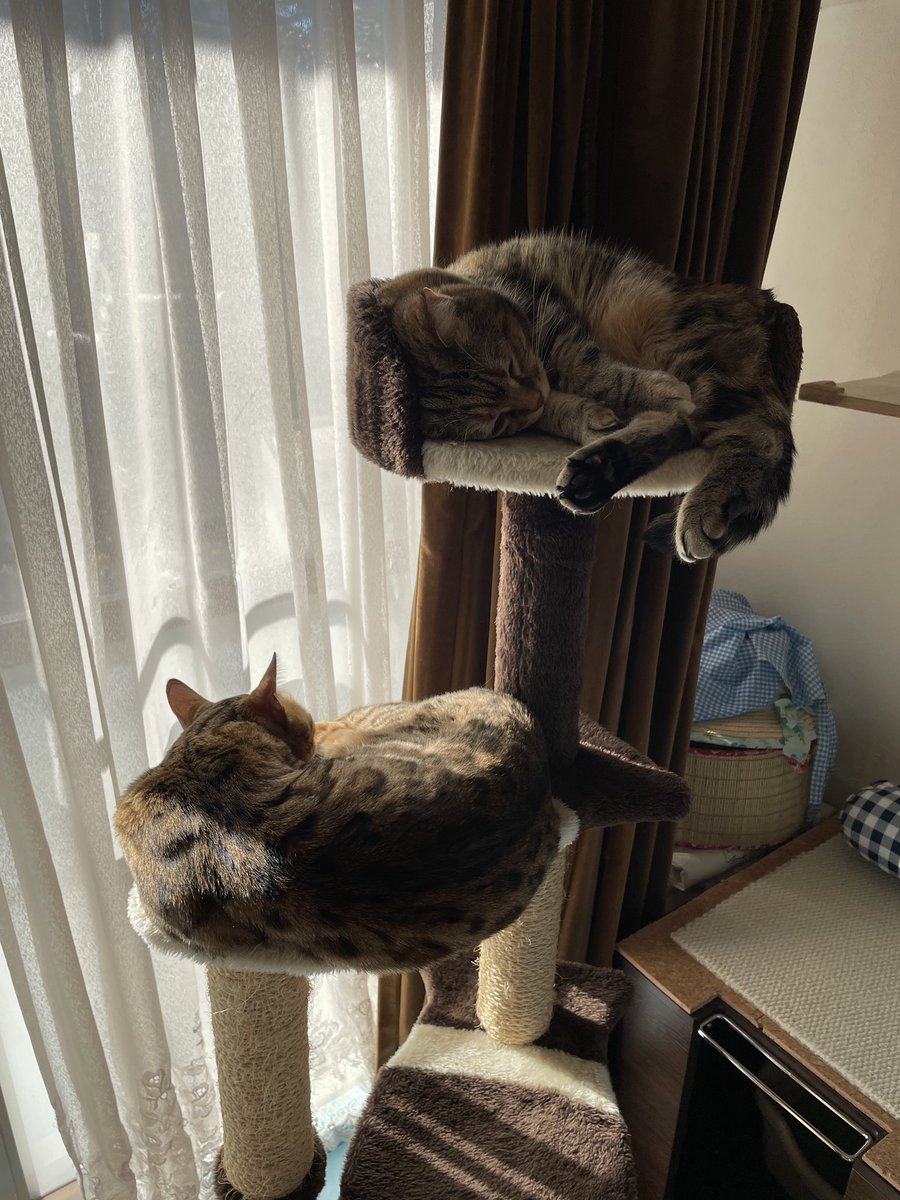 junkyrose's tweet photo. あまりに可愛いので共有しないのは罪だと思った我が家の猫たち。 https://t.co/RoZJPuA4xM
