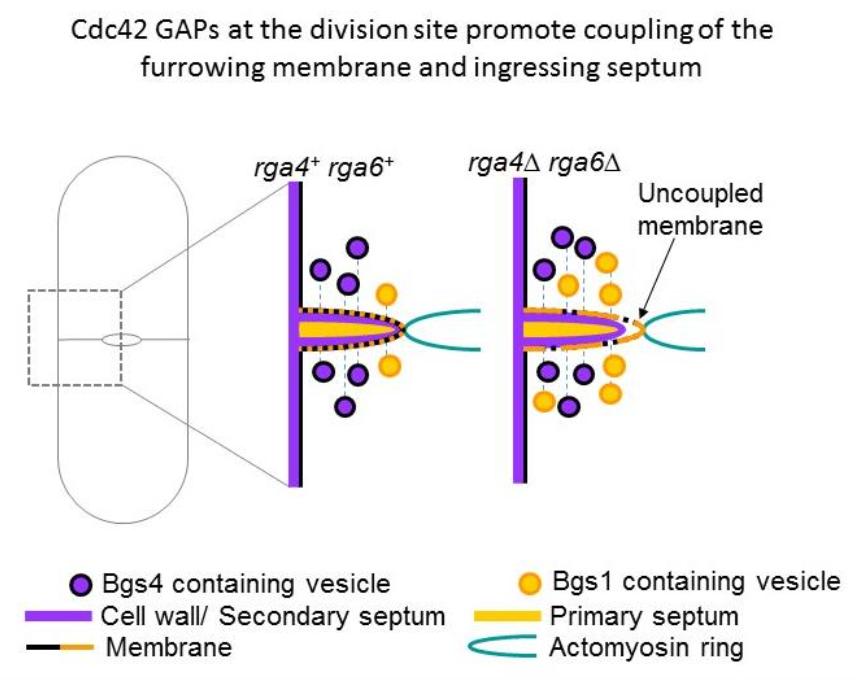 Bethany Campbell, PhD tweet media