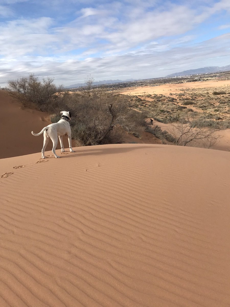 Jdaniel915's tweet photo. Bulldog spots a Man Hiking #dogs #americanbulldogs #ElPaso #elpasotexas https://t.co/LDlrdwx53t