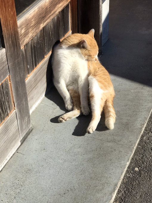 丸亀製麺きたらネコが日向ぼっこしながら毛繕いしてて和んだ🐱元気出た 