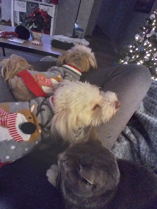 Cuddle time!! https://t.co/brZx4X0wwS