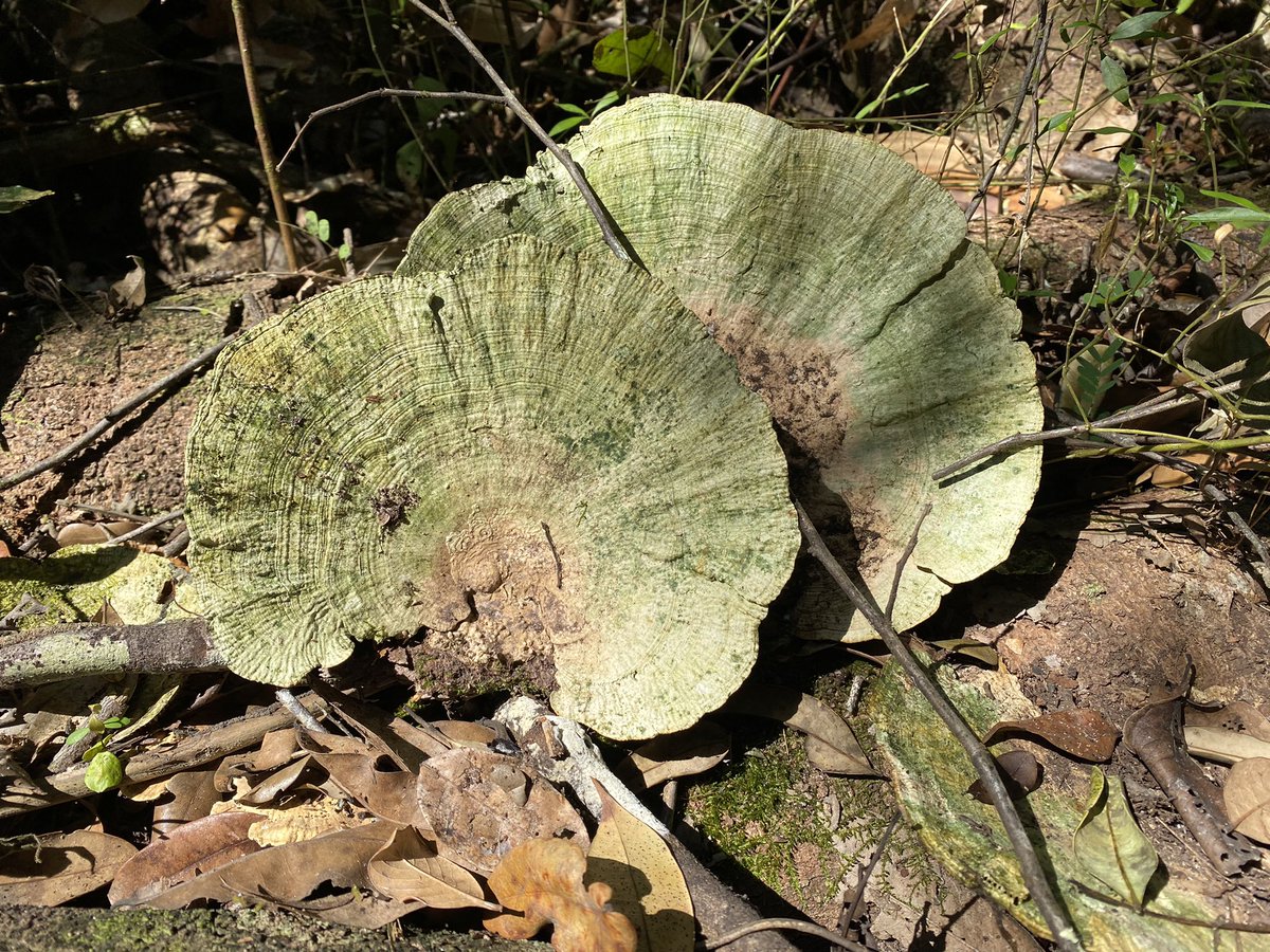 RnYurumi's tweet photo. Nuevos registros de hongos. @Fungi_Cosas como siempre a la espera de tus comentarios y enseñanzas.
Tomadas en Puerto López (Meta), Colombia. 180 m.s.n.m. Bosque tropical, Orinoquía colombiana. https://t.co/sa2HGzzxPF