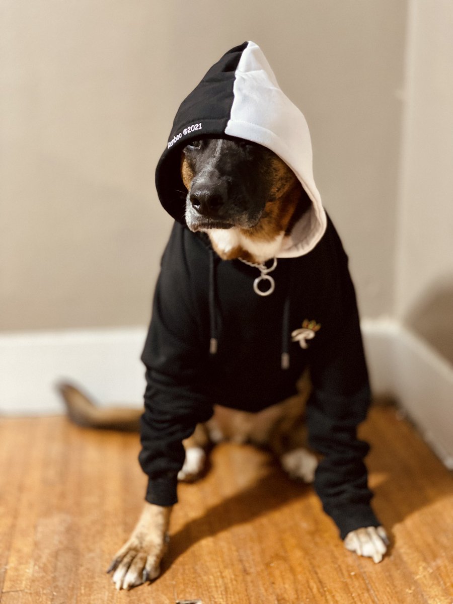MonochromFalcon's tweet photo. Also, since #ranboo shared a picture of his dog on Instagram, here’s my dog…but he’s wearing #ranboomerch https://t.co/nm2KqzbnHa
