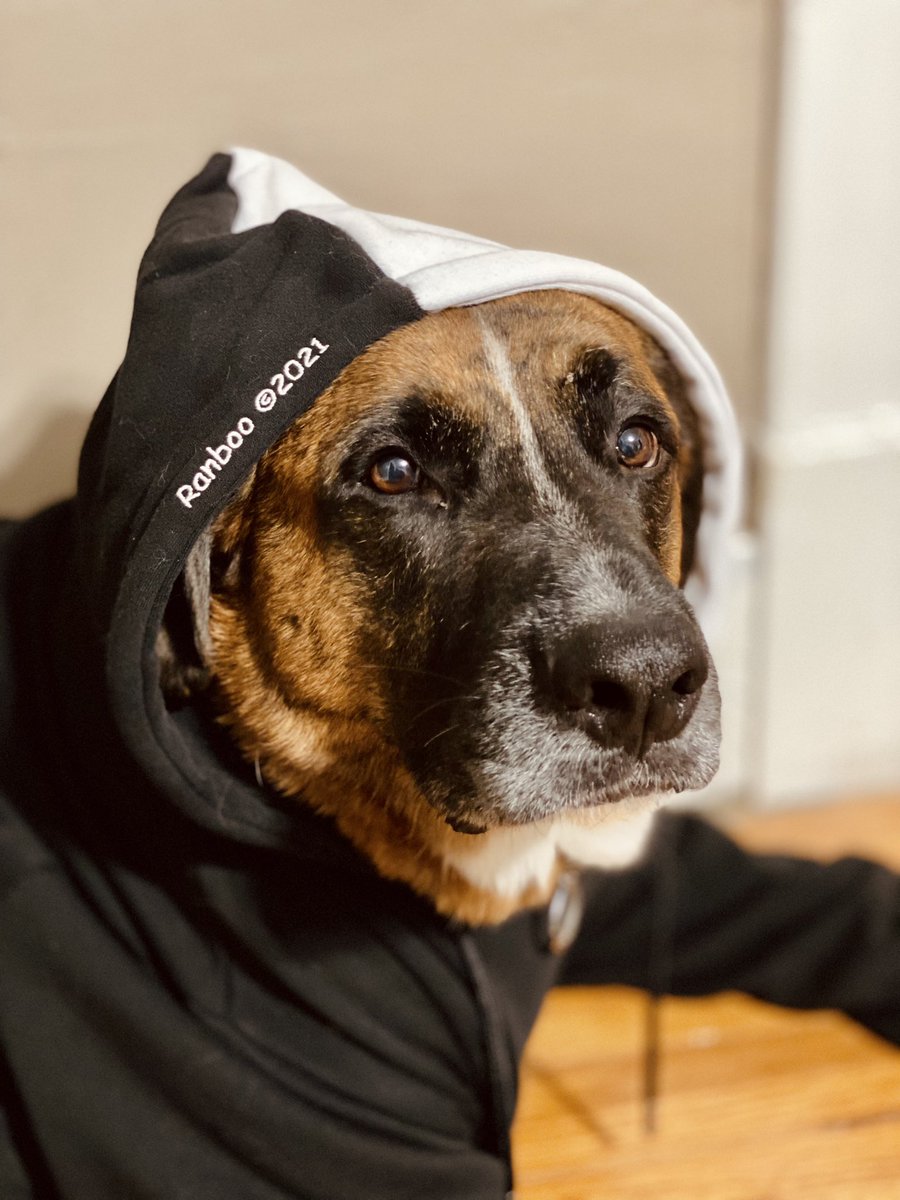 MonochromFalcon's tweet photo. Also, since #ranboo shared a picture of his dog on Instagram, here’s my dog…but he’s wearing #ranboomerch https://t.co/nm2KqzbnHa