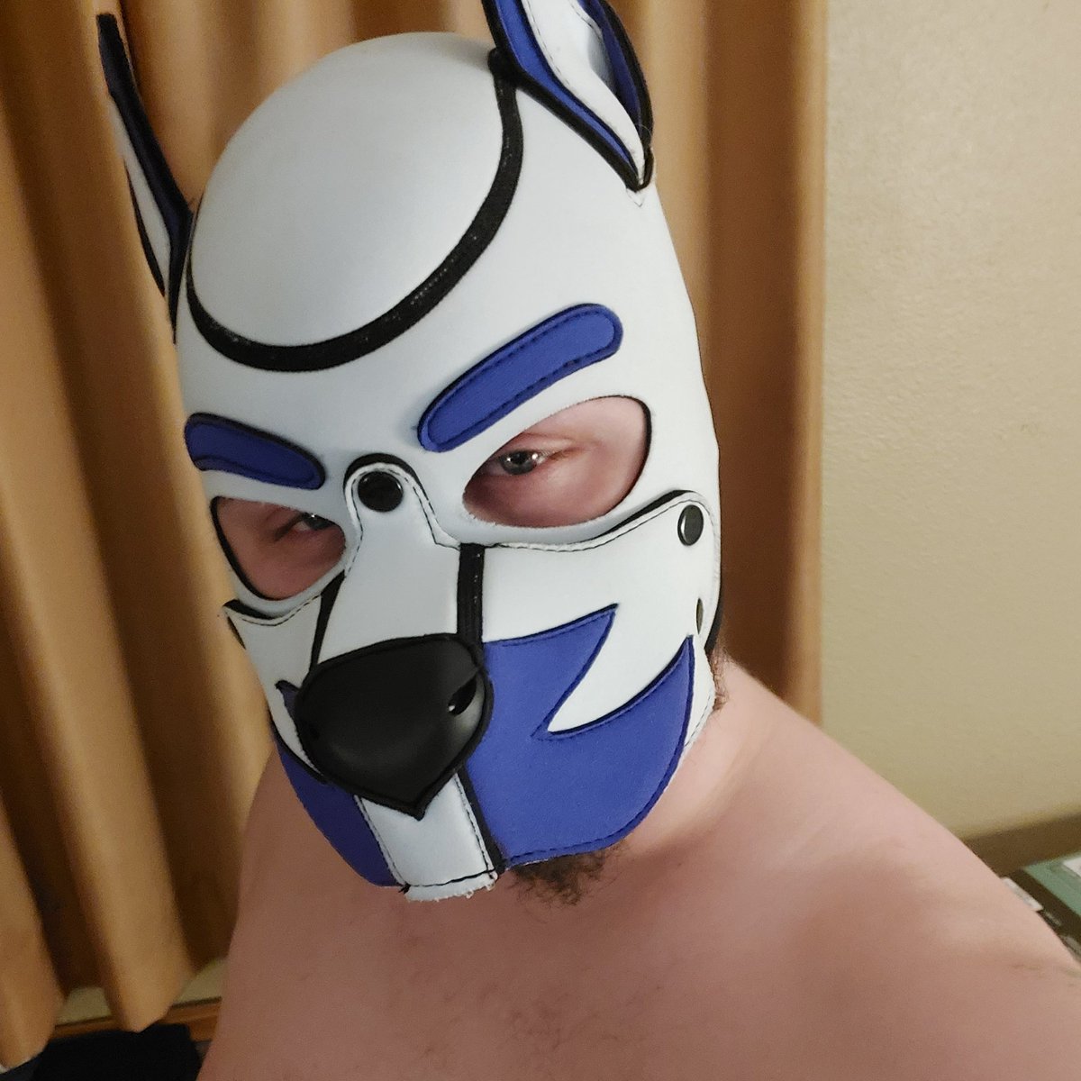 griffgriff6's tweet photo. #NewProfilePic #NewHood #AlphaPup #NonBinaryPup https://t.co/LzqEljpO59