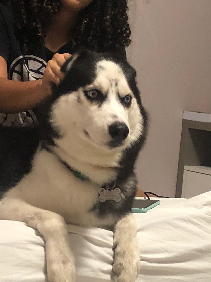 OpsIdiota's tweet photo. o chico não é só um cachorro, ele é um estado de espírito.

atenção para as patas pretas de sujo sendo q ele tomou banho ontem https://t.co/oXSay3OUIw