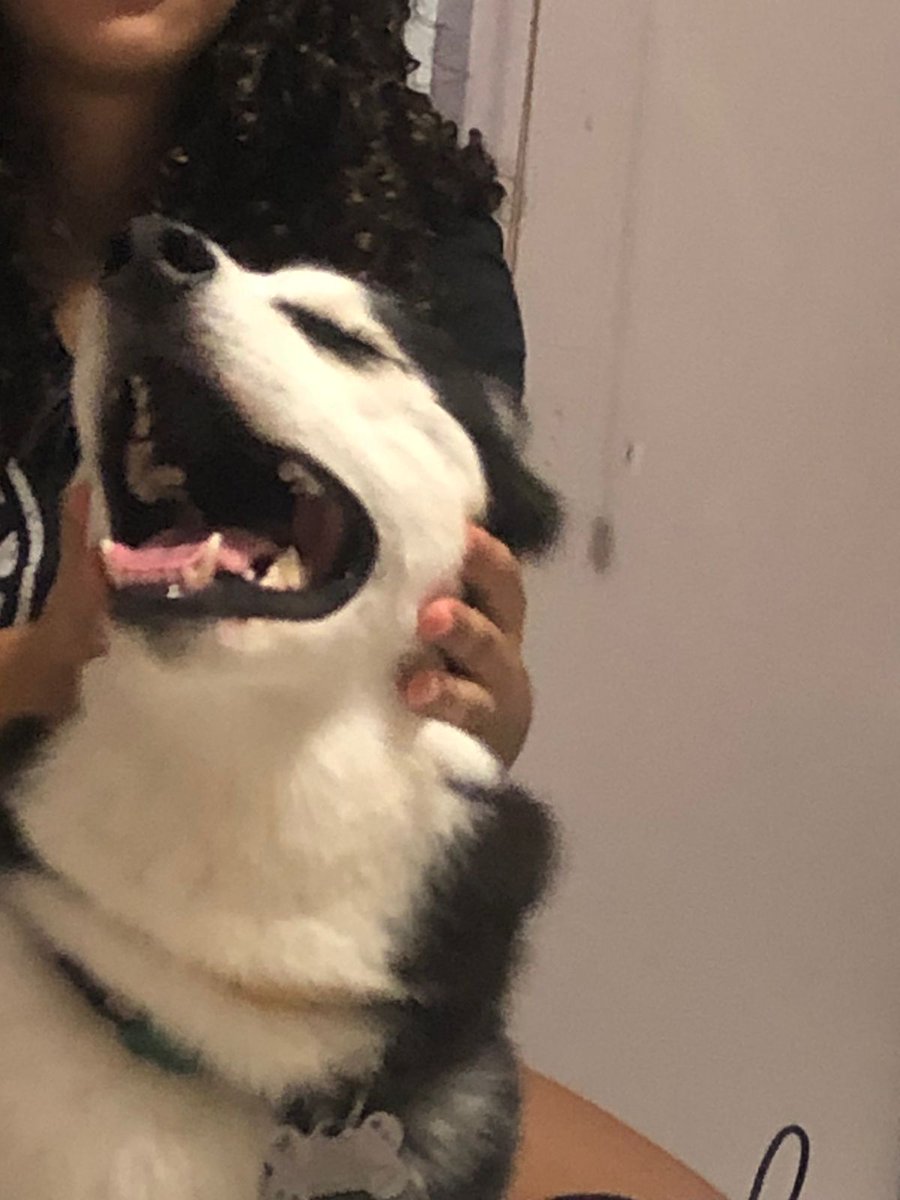 OpsIdiota's tweet photo. o chico não é só um cachorro, ele é um estado de espírito.

atenção para as patas pretas de sujo sendo q ele tomou banho ontem https://t.co/oXSay3OUIw