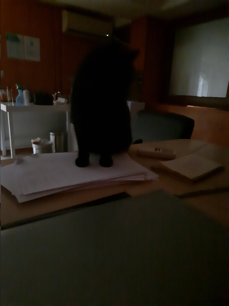 Ofise o kadar erken geliyorum ki,ışıkları açınca gözlerim acıyor,karanlıkta calisirken her seferinde beni korkutan 🐈‍⬛🐈‍⬛🐈‍⬛#yazsaatikaldırılsın