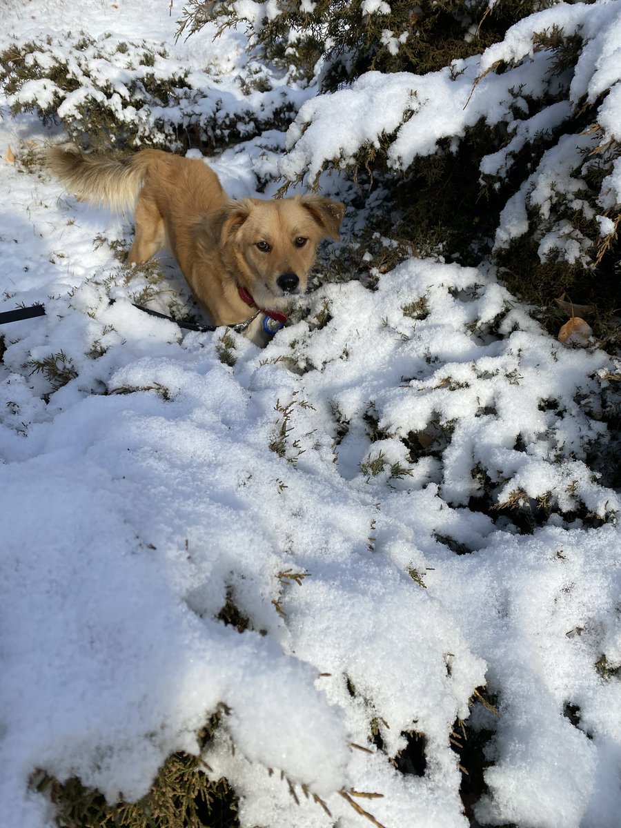 We went on our first trip in 2 years and brought back a sweet new addition to our family! Meet Mali 🥰 <a href="/playaanimal/">Playa Animal Rescue</a> #muchogusto #mexicorescue