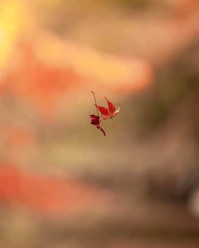 🍃

biz mağlup olduk 
e f e n d i m

çirkinliğe 
        kabalığa 
                bayağılığa 

m a ğ l u p  olduk

aziz nesin