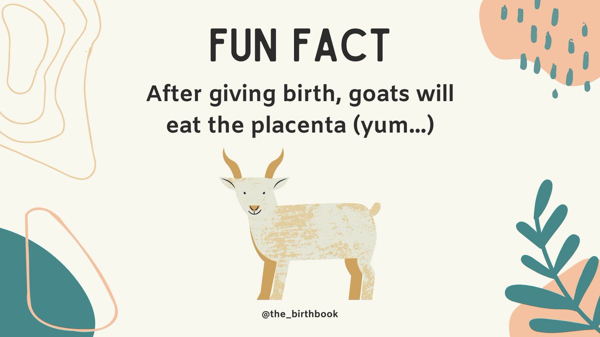 the_birthbook's tweet photo. Lions, Tigers, and Goats - oh my! 🦁🐯🐐Some of the many animals that eat their own placenta.
'Placentophagia' is the term used for the consumption of the delicious afterbirth by either mothers, and sometimes fathers.
Each to their own 🤷🏻
#thebirthbook #birthfacts https://t.co/AUcdXBnxom