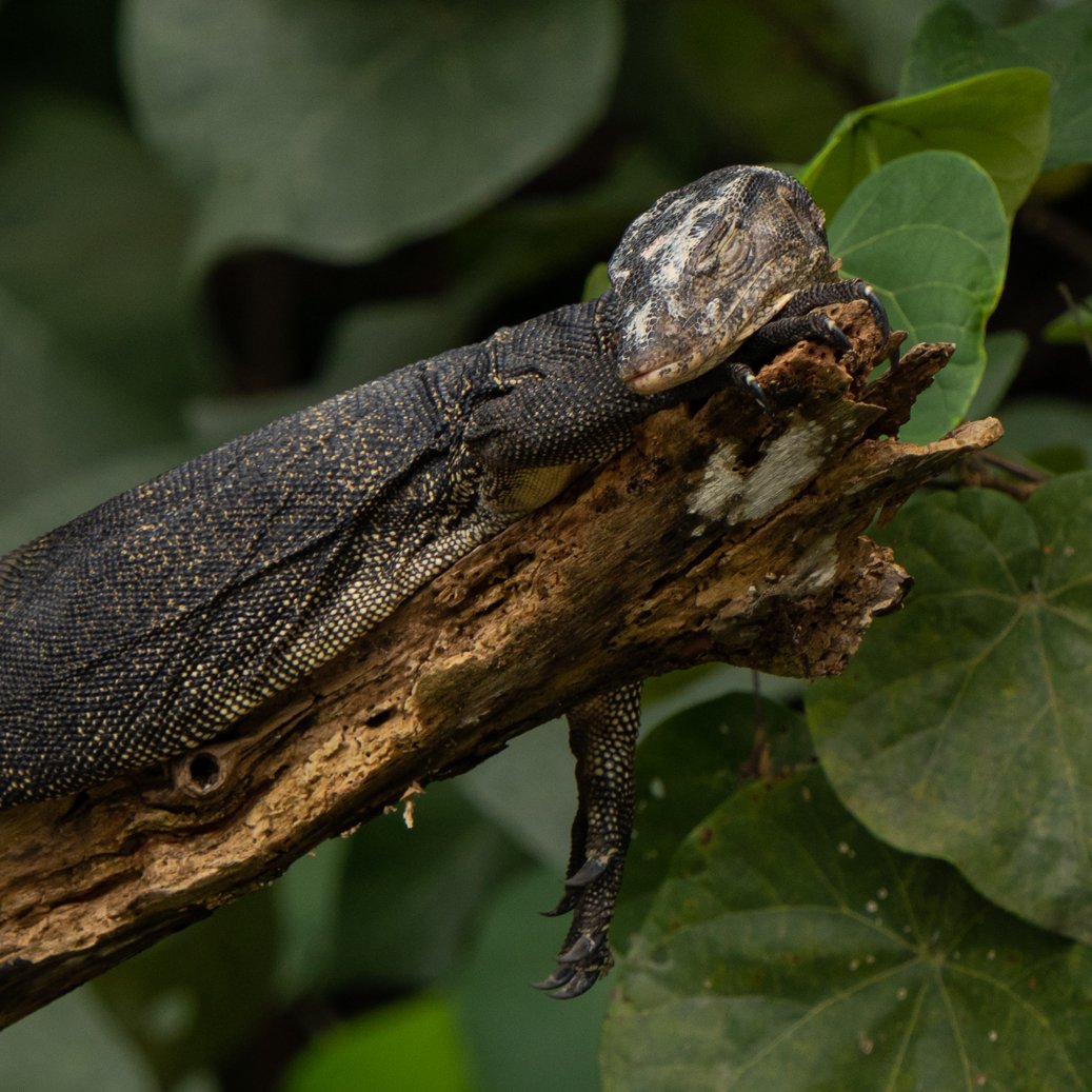 wedlichn's tweet photo. This Monitor lizard was just having a bit of an afternoon rest.
#wildlifephotography #BBCWildlifePOTD #reptiles https://t.co/iL4rAto1qj