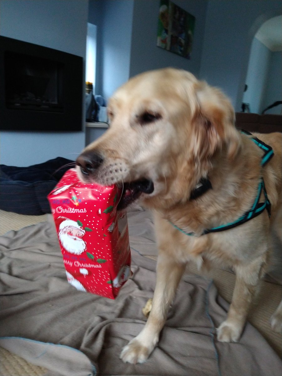 kitteridge_lisa's tweet image. Love to have a helper when I'm wrapping presents 🙄😂

I'm hoping the recipient thinks the teeth marks add to it!

#SantasHelper 
#HelpNotHinder
#NotQuiteTheIdea
#rescuedog