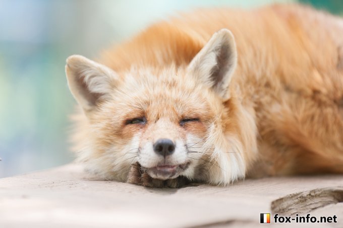 Fox Info Netさんのイラストまとめ