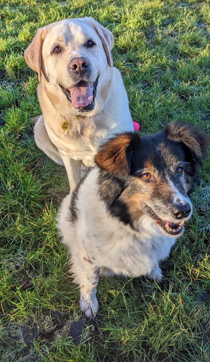 Please retweet to help Bailey and Bumble find a home together #EDINBURGH #SCOTLAND 🏴󠁧󠁢󠁳󠁣󠁴󠁿 Bonded pair aged 8, looking for a quiet home, short walks. They are good in the car and with children aged 14+, they are housetrained ❤️ dogstrust.org.uk/rehoming/dogs/… #DogsofTwittter #dogs #pets