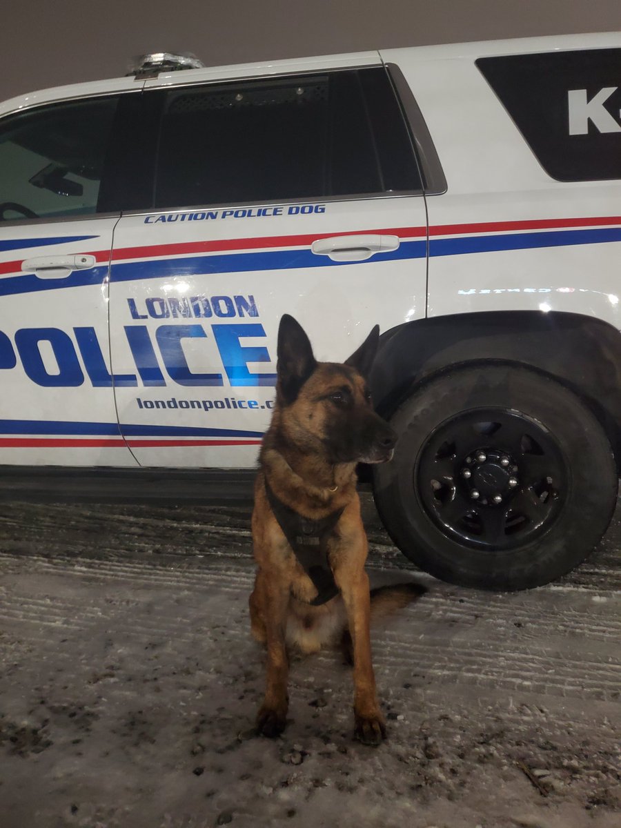 He did it again!!...that's right PSD Kylo tracked down a domestic assault suspect who fled out the back as officers arrived. Tracked over a fence into a neighbouring yard, where our suspect tried to hide behind some patio furniture #k9unit #londonpolicek9 #londonpoliceservice #k9