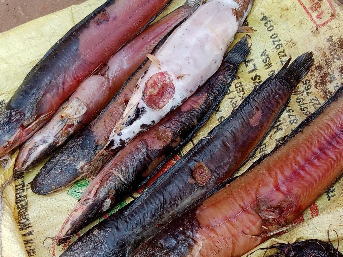 FAOSouthSudan's tweet photo. With the Ministry of Livestock &amp; Fisheries, @FAO has dispatched a specialist to Aweil in response to a new disease affecting fish in that area. Preliminary investigations strongly suggest the disease is Epizootic Ulcerative Syndrome. We will share more info/recommendations soon. https://t.co/T7Df6iTsVa