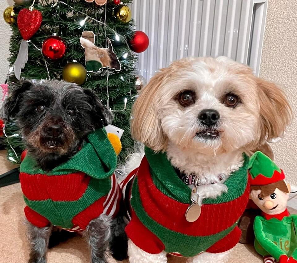 ZZozzles's tweet photo. It’s Xmas https://t.co/BaUbn0pNou