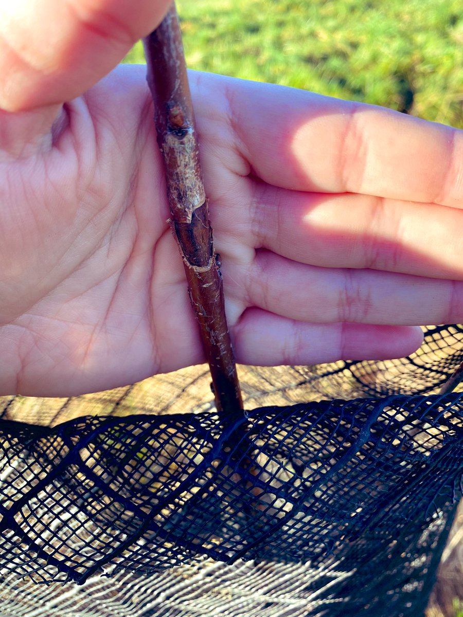 Profiter d’une balade en plaine pour inspecter les haies, remettre les protections en place et replier le haut des gaines qui peuvent blesser les troncs avec le vent. L’été humide a permis une croissance incroyable! Les arbres faisaient 30 cm à la plantation