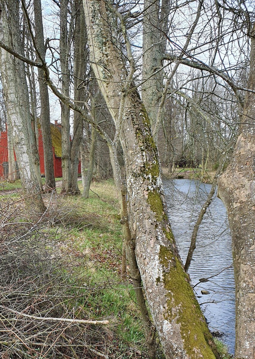 Plantevaern's tweet photo. Vi er glade for Miljøstyrelsens initiativ til at iværksætte en bred tilgang til beskyttelse af det danske vandmiljø.
https://t.co/vyS8HpTp6v https://t.co/705yER4paC