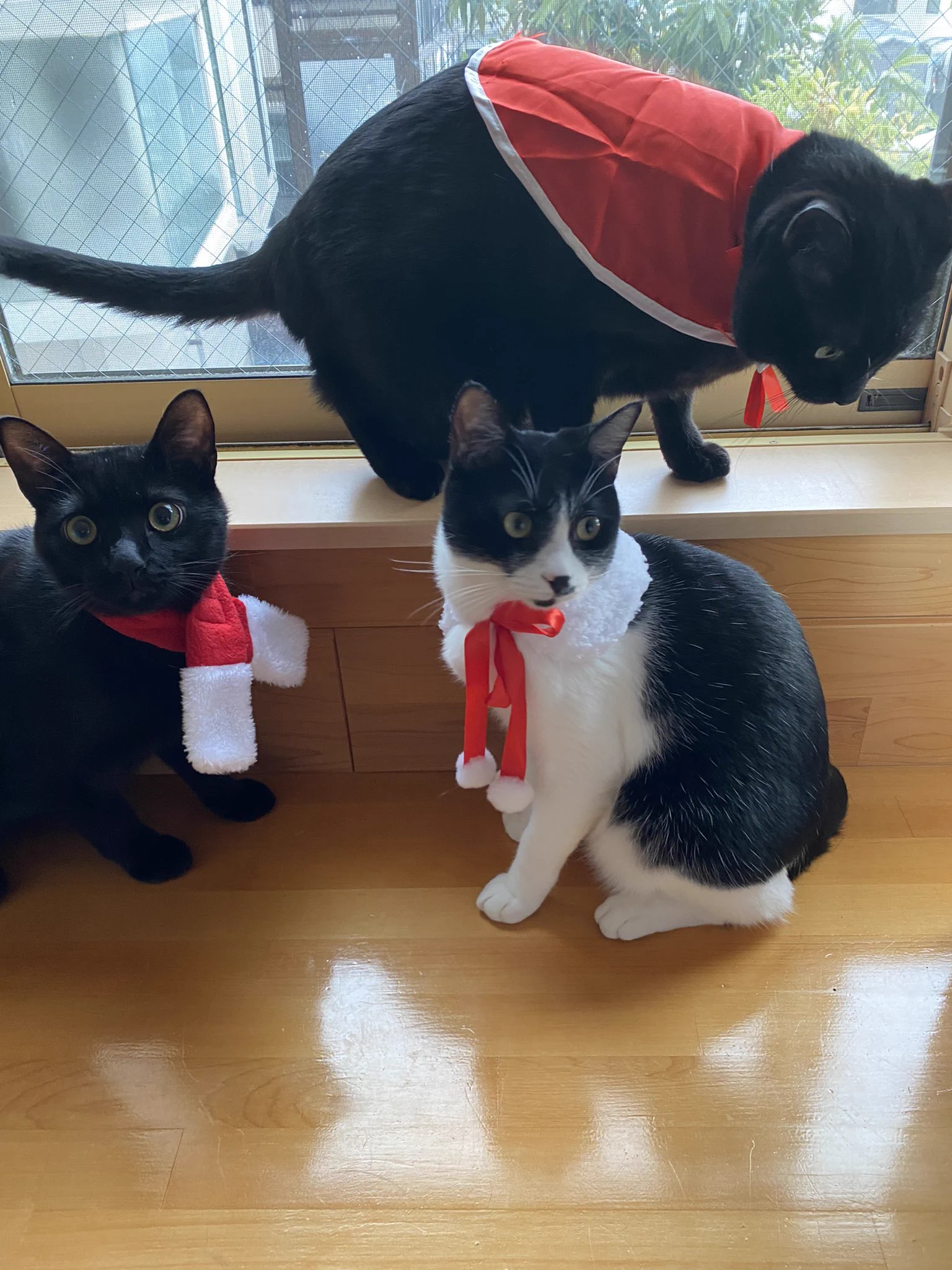 @bou128 うちももうすぐクリスマス🎄 