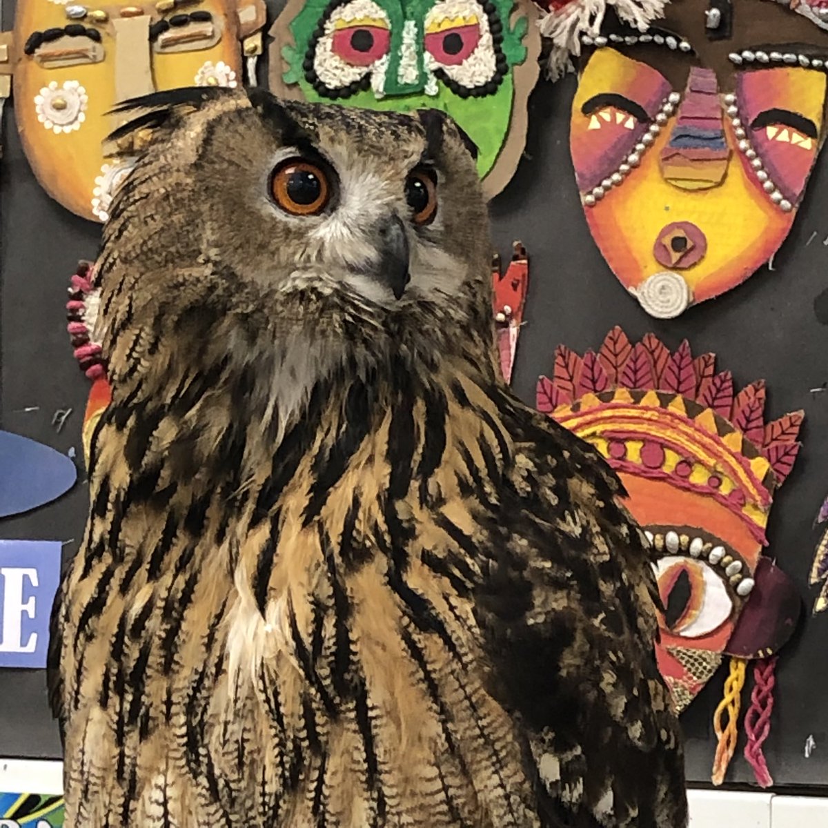 ArtRangeHigh's tweet photo. Owl day in the art department again, Hogwarts has nothing on us! Cultural capital at its finest 🦉 #owlday #rhsartisbest https://t.co/lZAnkE74Xg