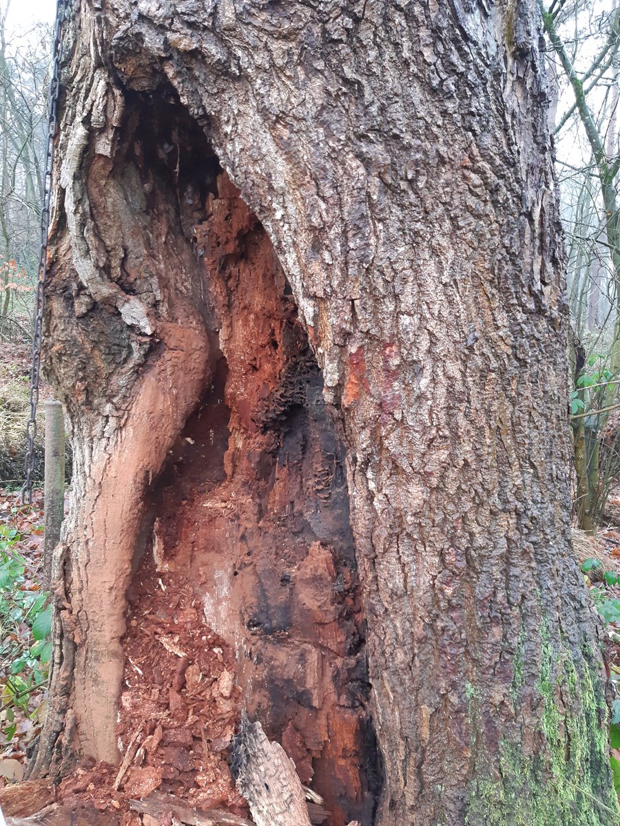 Wie van mijn Twittercontacten heeft verstand van mieren? Wat zijn dit voor mieren? En bouwen ze deze raatachtige structuren in een boom of is dat toeval? #mieren #bomen #boomgasten #bomenbieb