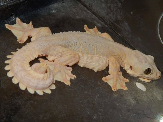 HourlyLizards's tweet photo. https://t.co/51XjlOiwcK