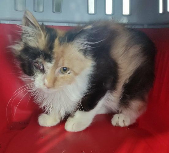 CIAO MI CHIAMO ADA HO 2 MESI ❤
Mi hanno spulciata e sverminata .
 tra qualche giorno mi dovranno enucleare l'occhietto malato😢
SARÒ UNA CUCCIOLA IPOVEDENTE E ADESSO CHI MI VORRÀ??? 😔
 CERCO LA MIA MAMMA DAL CUORE GRANDE 🙏❤
Parla con zia Giusy su wapp 3393567537 🙏