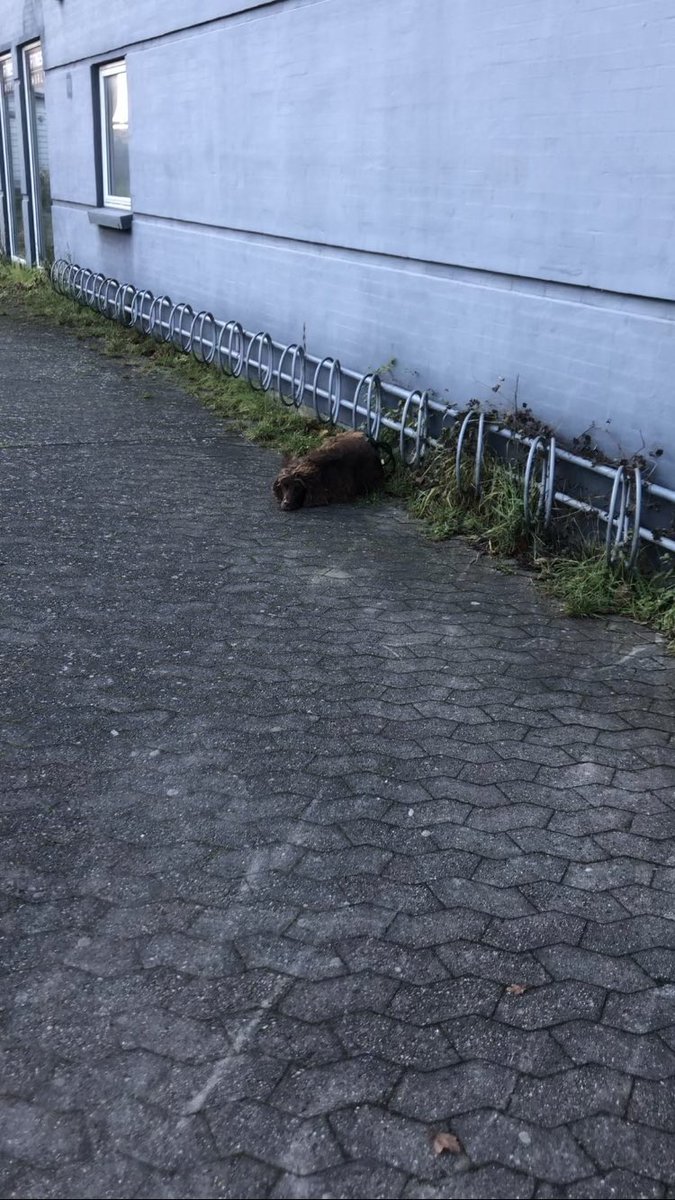 Found this sweet dog outside my gym litteraly shivering in the freezing weather so i waited 10 min outside with it until the owner came out from the gym, is it not borderline animal cruelty to leave ur dog for an entire workout in the cold?  😡