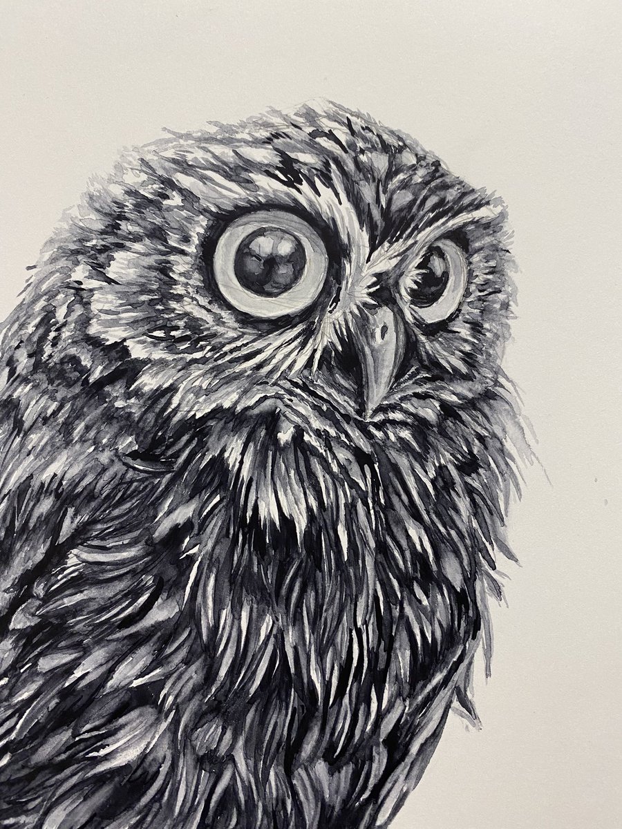 AtelierGeeraets's tweet photo. Ik maakte een steenuil op een zuil. Ik hoop dat ik u in deze barre, vreemde dagen even wat kan geven dat voor wat afleiding zorgt. 

‘Steenuil op zuil’
36 x 48 cm
Aquarelverf op papier

Retweet is lief. https://t.co/BALtxQqc0o