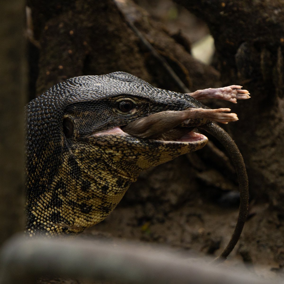 wedlichn's tweet photo. Caught this Monitor lizard having launch.
#wildlifephotography #BBCWildlifePOTD #reptiles https://t.co/qcvgRkbdgF