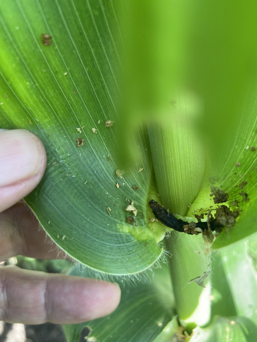 onthepulseAUS's tweet photo. Fall army worm not difficult to find in sorghum and corn south of Toowoomba.
Also finding dead grubs and cotesia cocoons, IPM at work
Continue to monitor and not panic, wait for numbers to get higher and economic to treat https://t.co/y20Bgh2e7E
