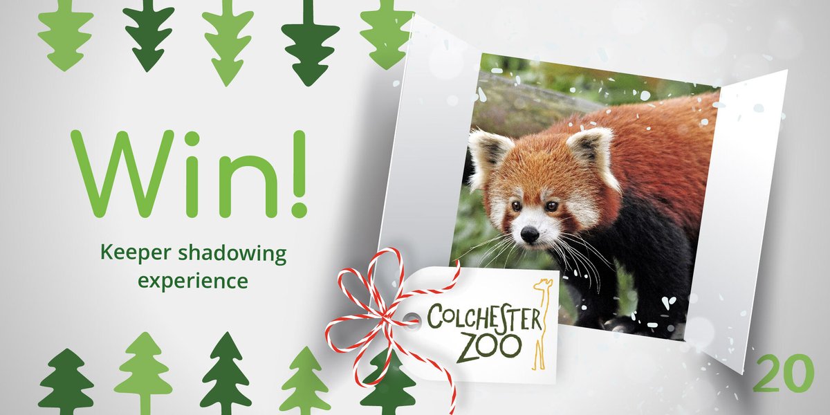 Day 20 of our Christmas Advent Giveaway has arrived!
𝗪𝗜𝗡 a Keeper shadowing experience at <a href="/ColchesterZoo/">Colchester Zoo</a> 

To enter:
🎄 Follow Us
🎄 Retweet this Tweet
🎄 Visit bit.ly/TTTXmasDay20 for 3 more ways to enter!

#TTTAdvent #ChristmasWeek #Competition