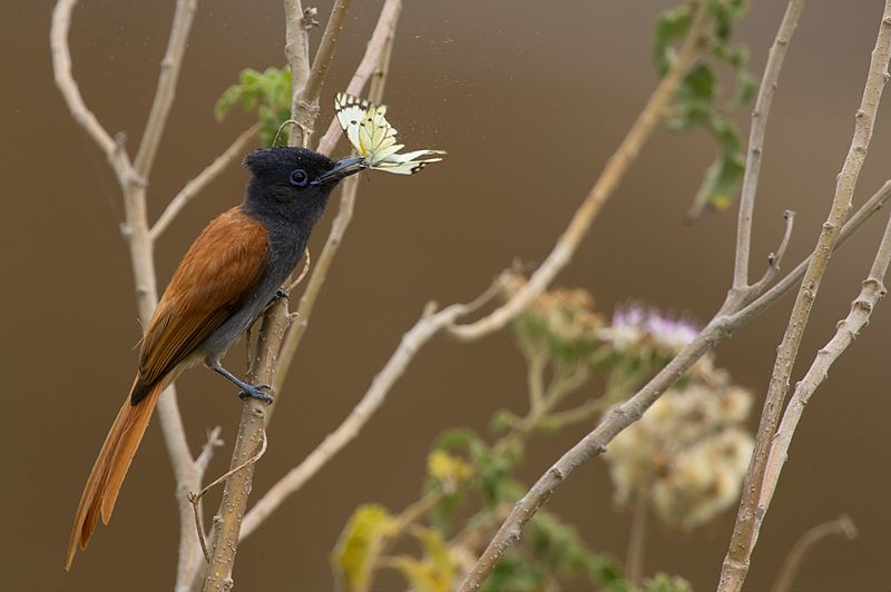 africanbirdname's tweet photo. Monarchidae: paradise flycatcher
#isiZulu: uve / inzwece
#isiXhosa: ujejane
#siSwati: tjwatjwati
#isiNedebele (ZIM): eve
#chiNgoni: tyeda
#inyoni #intaka
Photo by Sumeet Madhukar Moghe, CC BY-SA 3.0, https://t.co/S08LRS1sAo https://t.co/jjz4a84MWx