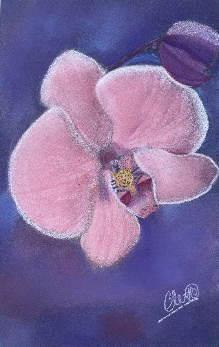 BLuGround13's tweet photo. Checked out #pastel a while back, gotta say! I love how much faster I complete artworks! Seems like the perfect medium for me :D Here are some orchids! https://t.co/ZUg4V1b0HA