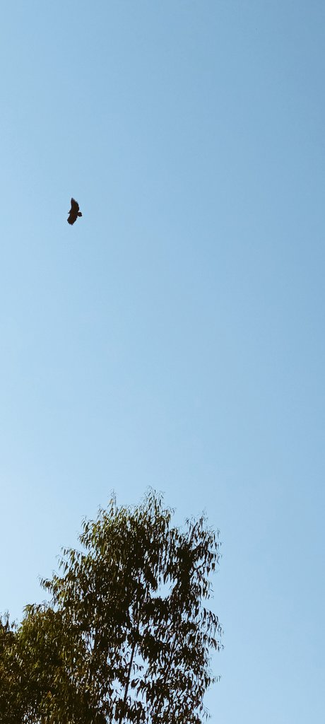 himani_khati's tweet photo. Autumn migration is on which takes us to an important field trip on raptor conservation to the Terai-Arc Landscape (TAL); a biodiverse rich region of the Uttarakhand state🌿
#vultureecology #community #salforest #corbetttigerreserve
@hawkwatchint @ExplorersClub @WWFINDIA @moefcc https://t.co/zgSYueR7xW