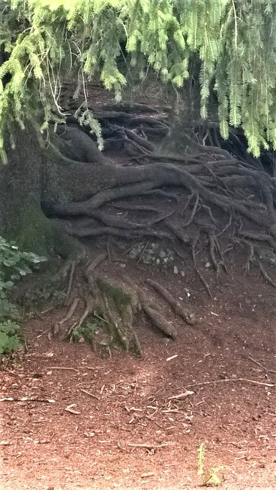 Greenisamissio1's tweet photo. We usually only see the power and beauty of trees in their branches, trunk, leaves or needles, but forget that this beauty is deeply rooted in the earth. We humans also need to find our way back to our roots in nature in order to understand, respect and protect it again. 💚💚❤️💙 https://t.co/9OVOL9RZNY