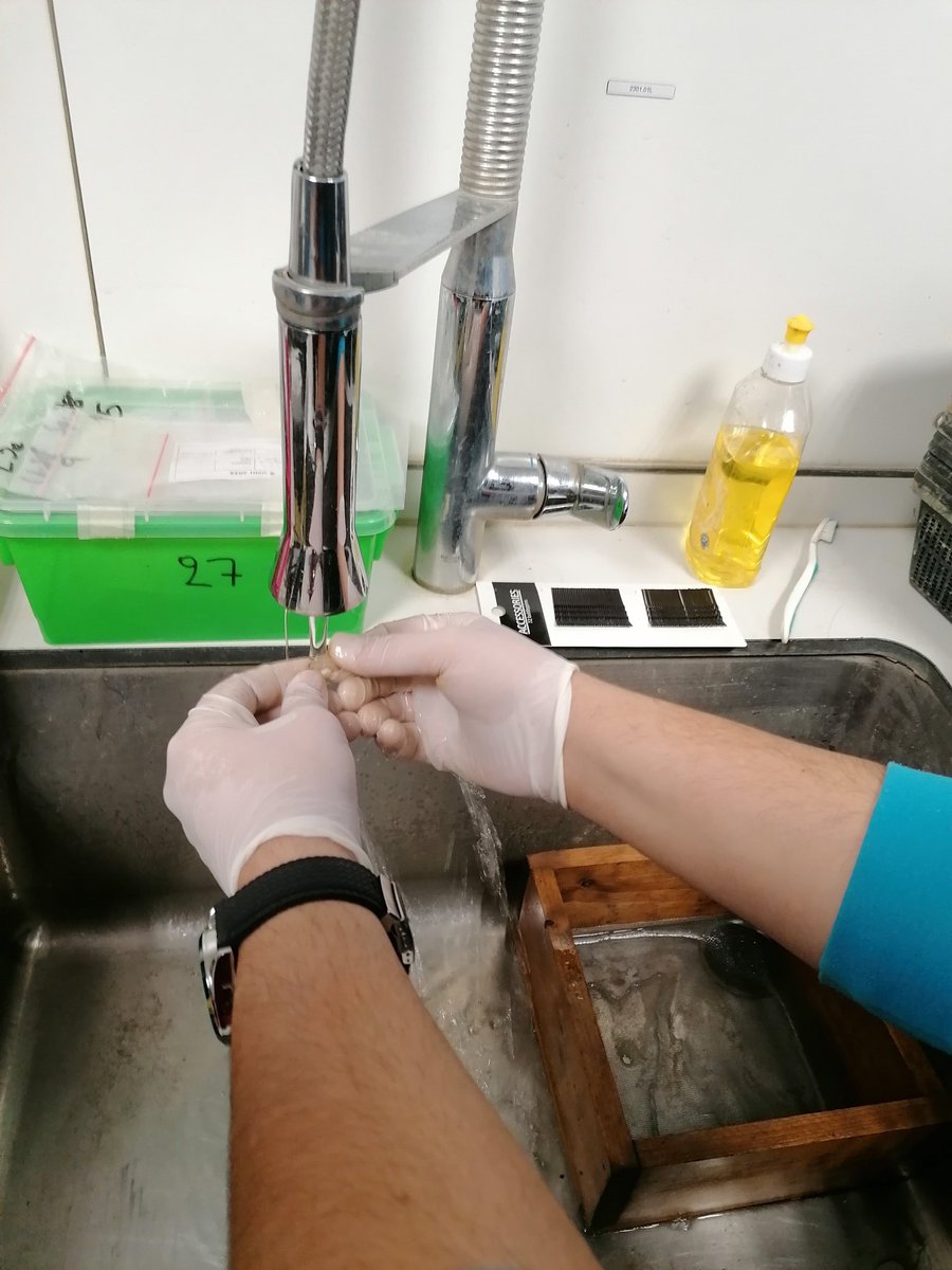 sifoGeoArch's tweet photo. We recently opened 7 internships to work with #MSA-#LSA material from #Umhlatuzana rockshelter! The tasks include #washing, #sorting, #databasechecking, #description and #documentation of the lithic artefacts!
Many thanks to the interns for their amazing work!
@LeidenArchaeo https://t.co/A7gGfqNLnv