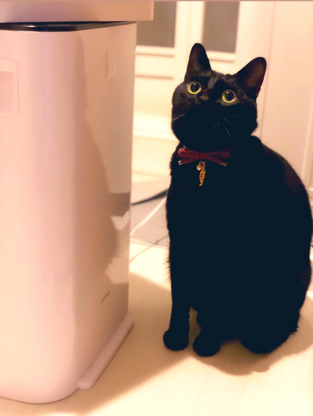 まとめ買い歓迎 黒猫様専用ページ - morikawashoji.co.jp