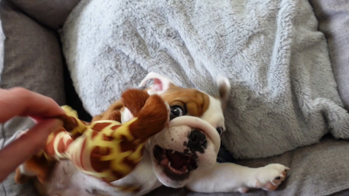 MazeOfNature's tweet photo. The time the giraffe scared me #puppy #DogsofTwittter #dog https://t.co/38Two3SRwP