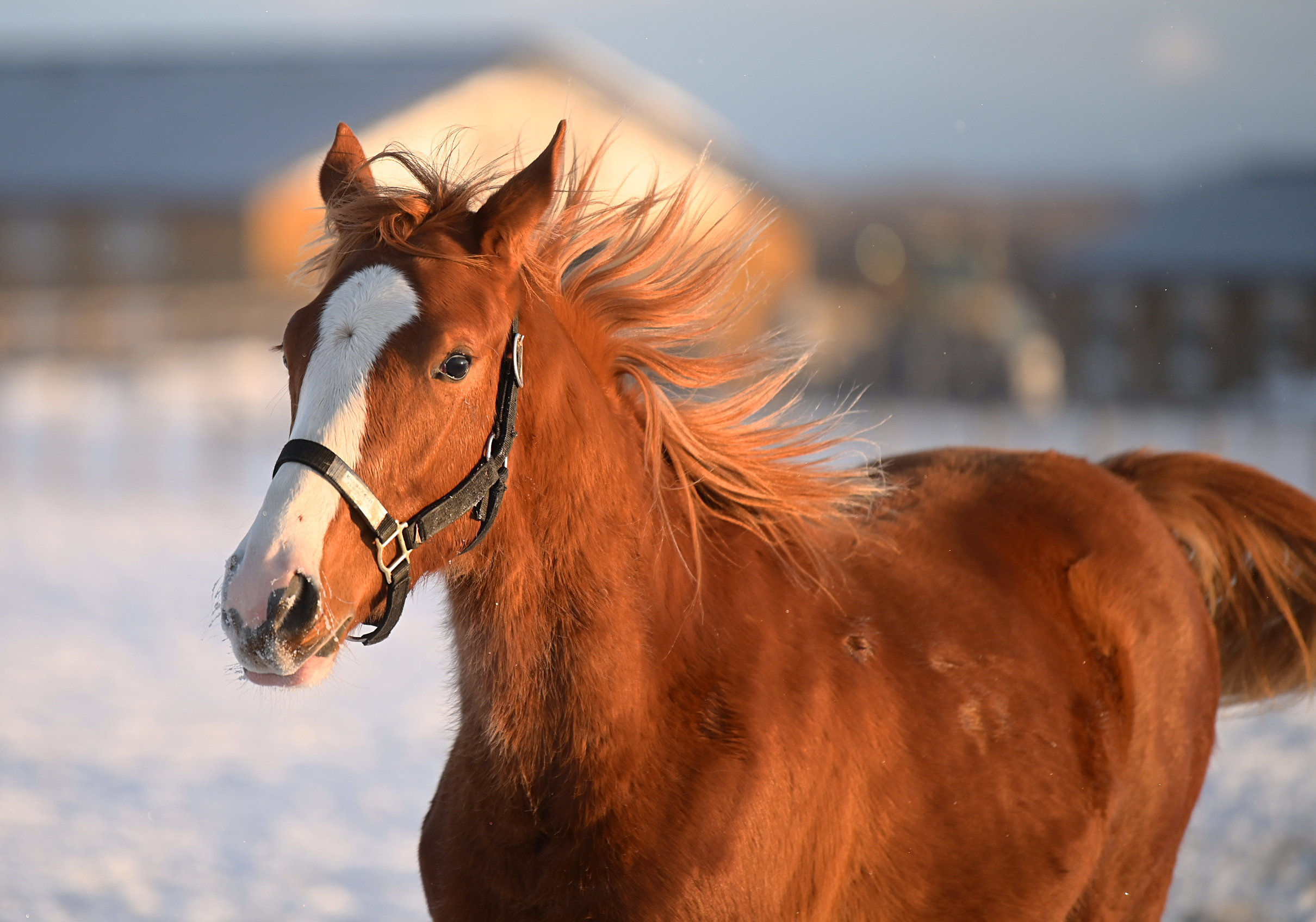 競馬 オルフェーヴル たてがみ - その他