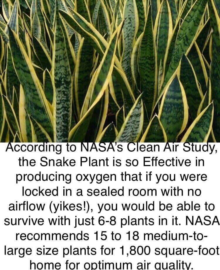 As per NASA’s Study, Snake Plant is so Effective in producing oxygen that if you were locked in sealed room with no airflow , you would be able to survive with just 6-8 plants in it. NASA recommends 15 -18 medium-to-large size plants for 1,800 sq ft home for optimum air quality. https://t.co/ViZxPXTm9R