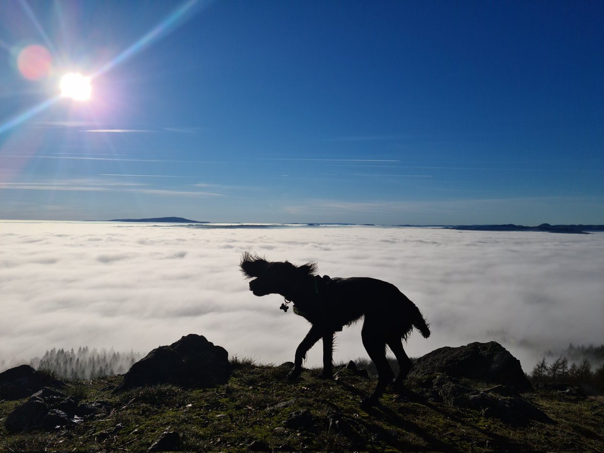 KaterinaPool's tweet image. #cockerspaniel #Wrekin a new poster girl for the Wrekin 🤣🤣 @lloyd_nicky