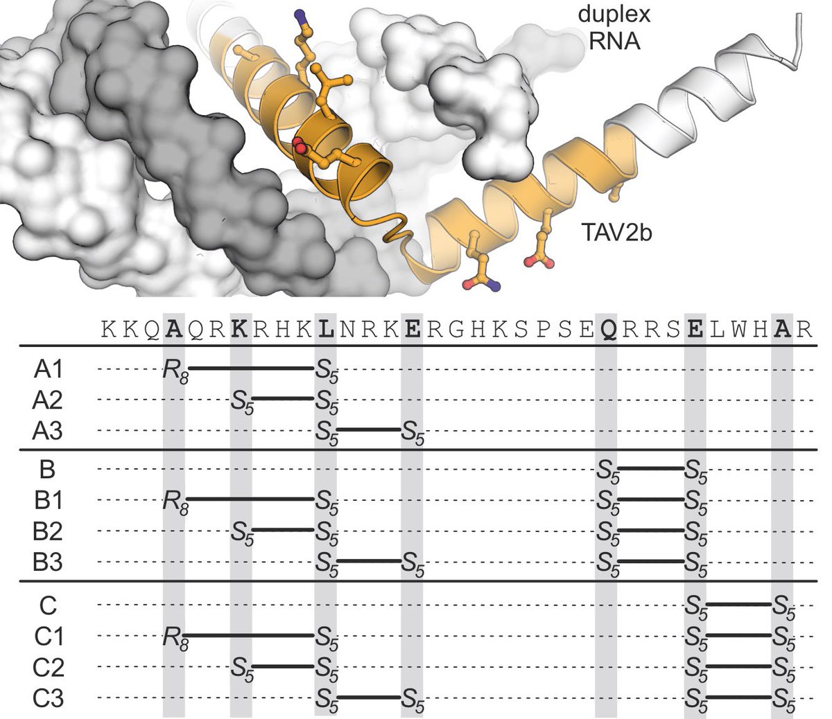 TomNGrossmann's tweet photo. Now @NAR_Open our RNA-targeting #proteomimetics based on a viral suppressor of #RNAscilencing

https://t.co/VCRHUn7brC

Our inhibitors are cell-permeable, protease-stable, and target miR-21 and pre-miR-21 in cells!  Congrats to the entire team!! @ERC_Research #peptidomimetics https://t.co/dTpT9bxIoh