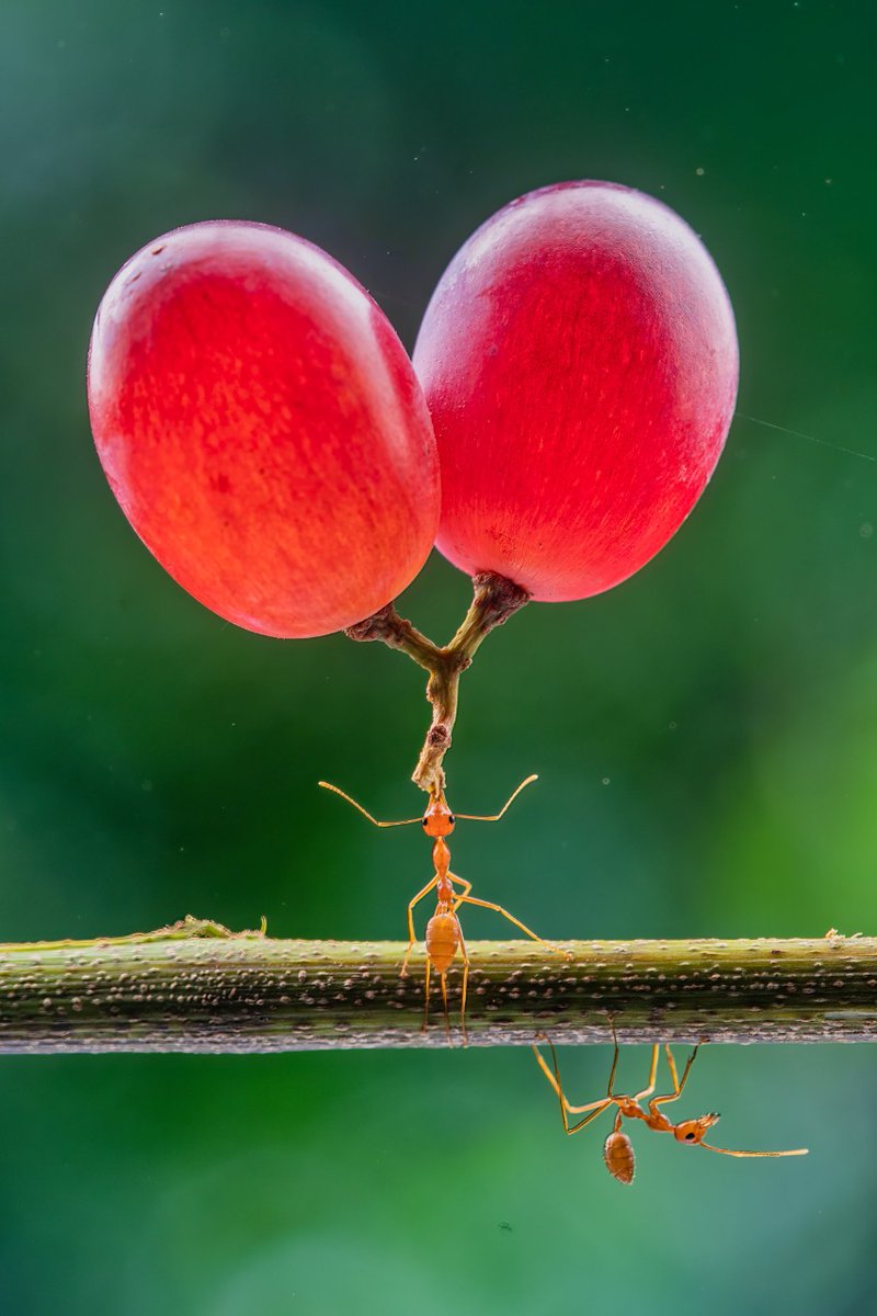 ThinklyBrew's tweet photo. These ants definitely take their weight training seriously.

Published on 14th December, in the Tuesday edition of Thinkly Brew. Link: https://t.co/COZCUmrHCX

#POTD #photooftheday #ants #muscles #lifts #weights #weightlifting https://t.co/zEFNHm9I1H