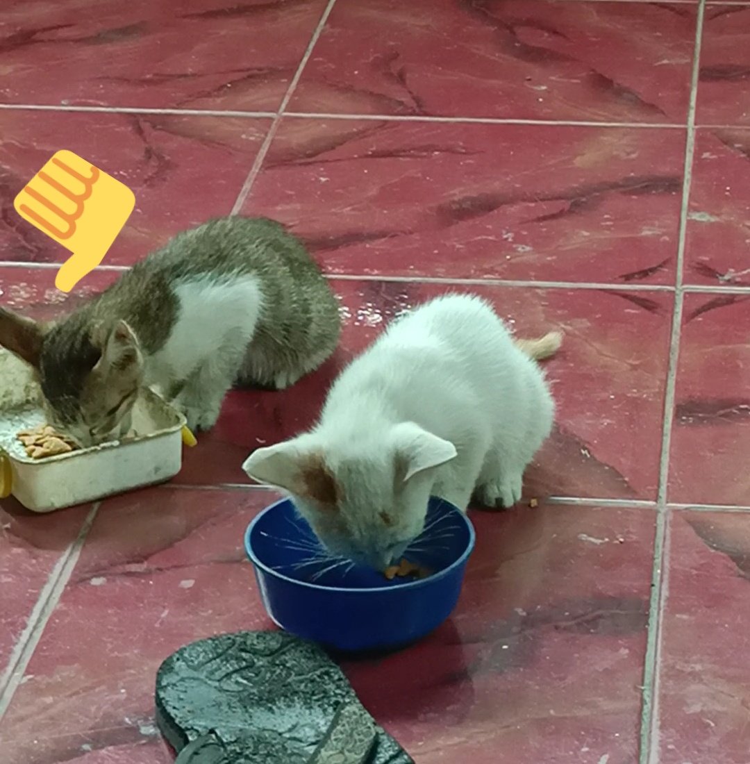 kochengfess's tweet photo. Pets! Kucing aku (putih) abis main dr luar tbtb pas pulang bawa temen😭😭😭😭 https://t.co/1uzV6UYSA2