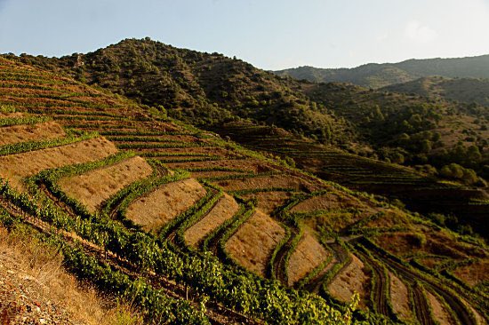 ZoltanCsabaNagy's tweet photo. Número 4 del mundo, Destí 2018 de la bodega de Porrera Merum Priorati. Este vino del proyecto prioratino del cavista de Sant Sadurní d’Anoia @pereventuracava ha cosechado 95 puntos en @WineSpectator. Para este ranking se catan más de 11.000 vinos de todo el planeta. https://t.co/NsP3gxGOyQ