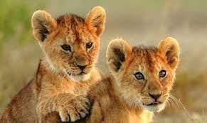 粉红狮子 (@stephan92545864) on Twitter photo 