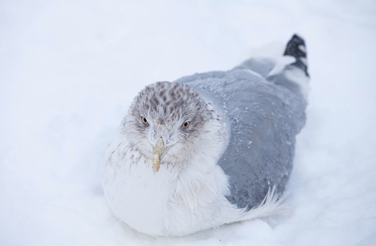 ❄ Зима в Дворцовом парке. Фрагменты.
#хочувгатчину